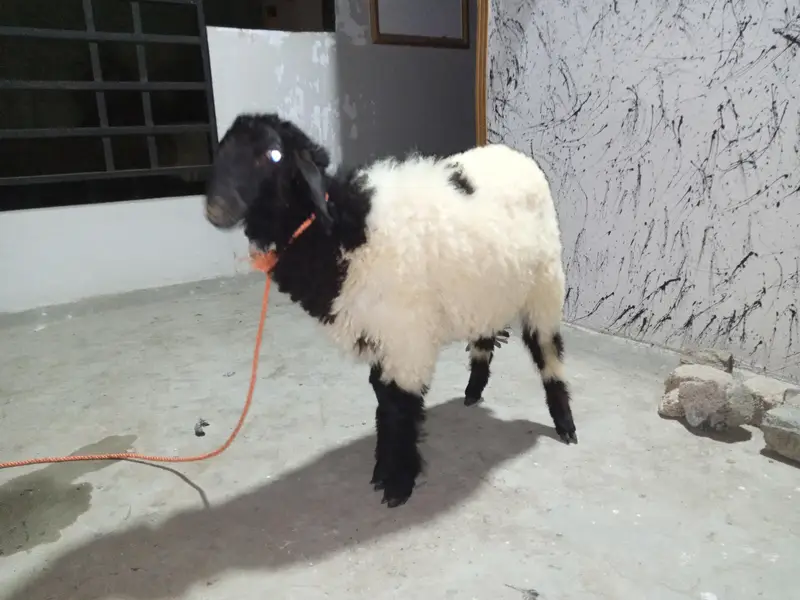 2 Dumbay Khare Kay (Full Active Nasli) — photo 2