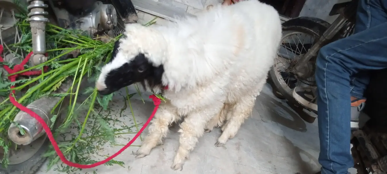 2 Dumbay Khare Kay (Full Active Nasli) — photo 3