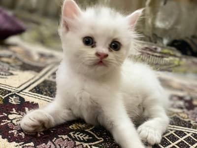 triple coted percsian cats male and f. male