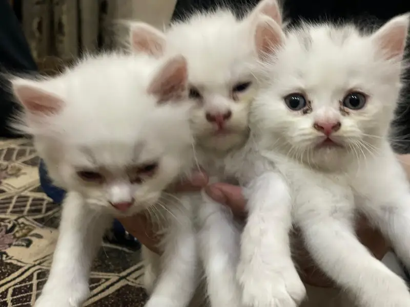 triple coted percsian cats male and f. male — photo 2