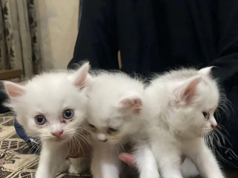 triple coted percsian cats male and f. male — photo 3