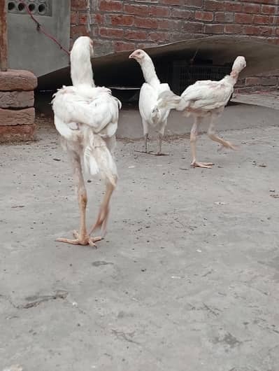 Heera male for sale