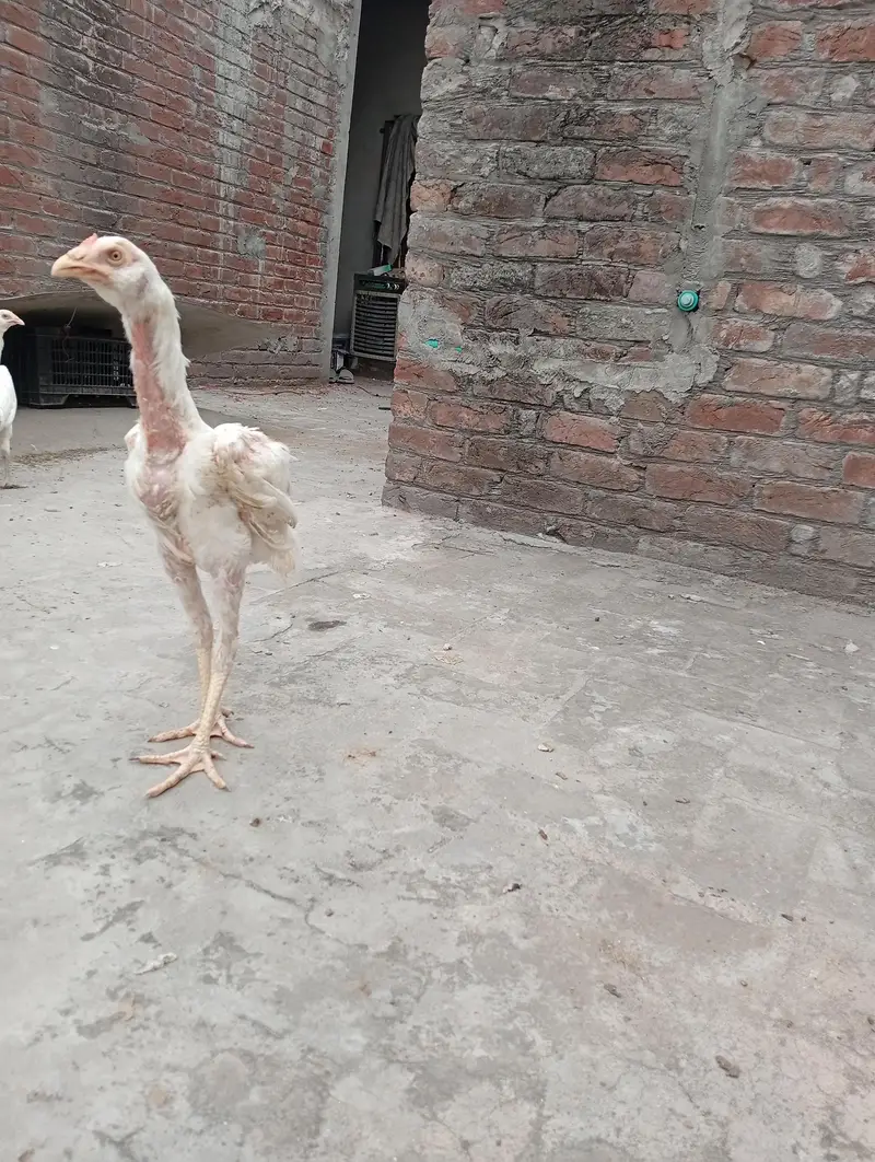 Heera male for sale — photo 2