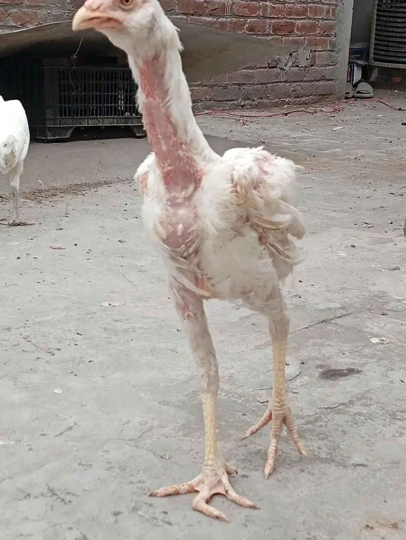 Heera male for sale — photo 3