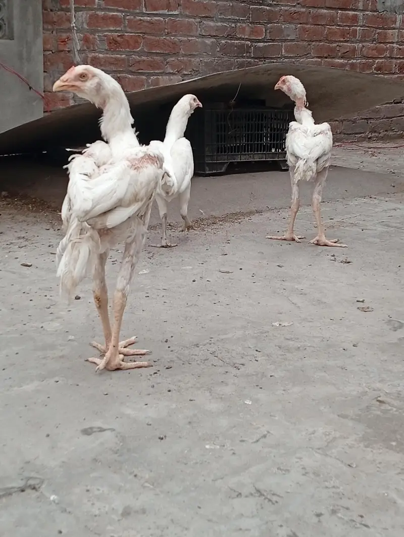 Heera male for sale — photo 4