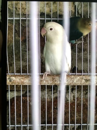 Love Bird With babies