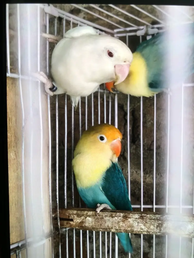 Love Bird With babies — photo 2