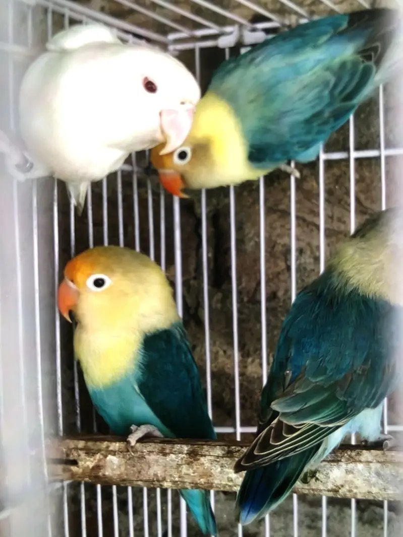 Love Bird With babies — photo 3
