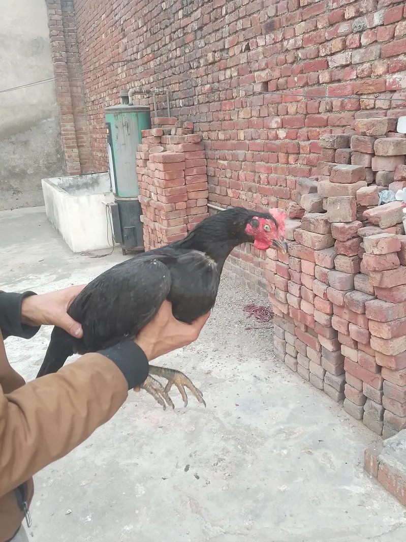 bangum lasani — photo 3
