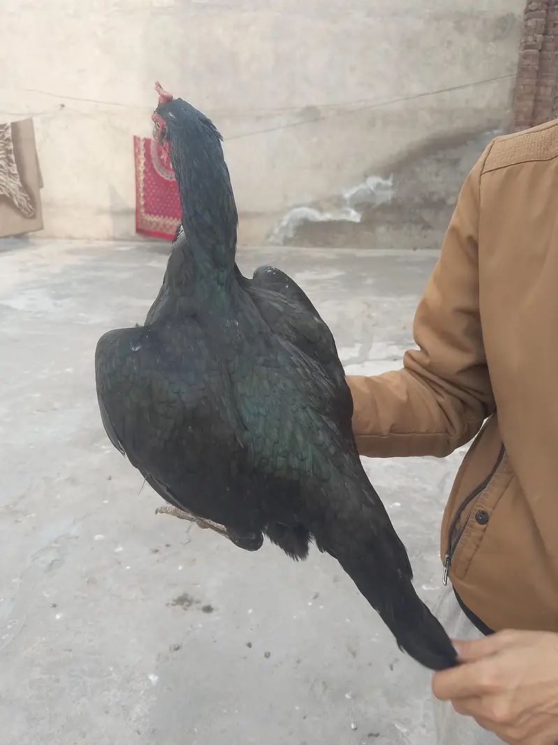 bangum lasani — photo 4
