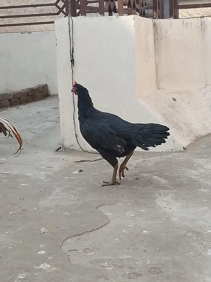 bangum lasani — photo 5