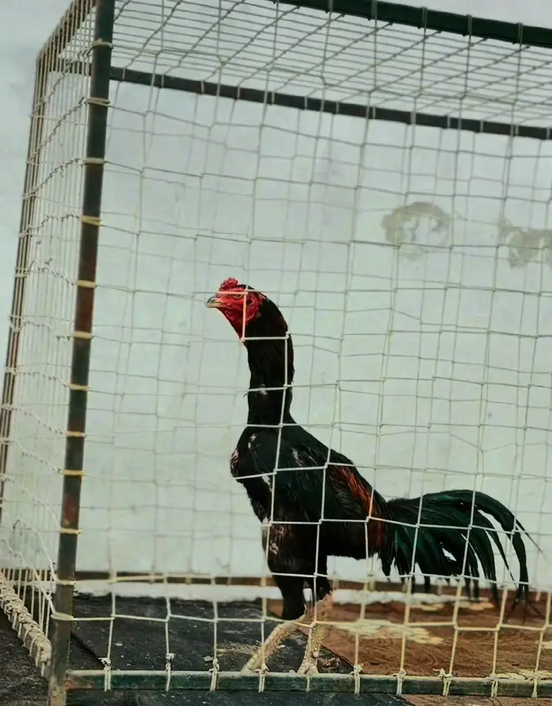 Pakoy Aseel — photo 3