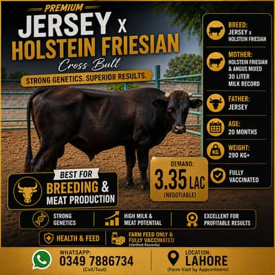 Bull for Sale |Jersey and Holestian Friesian Bull