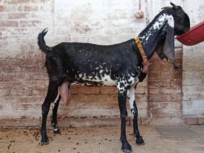 Makhi Cheeni Goat