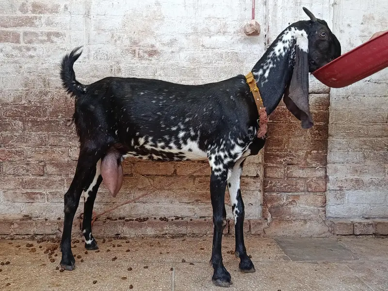 Makhi Cheeni Goat — photo 2