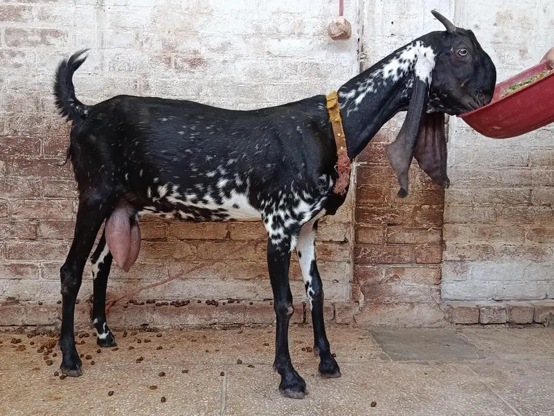 Makhi Cheeni Goat — photo 3