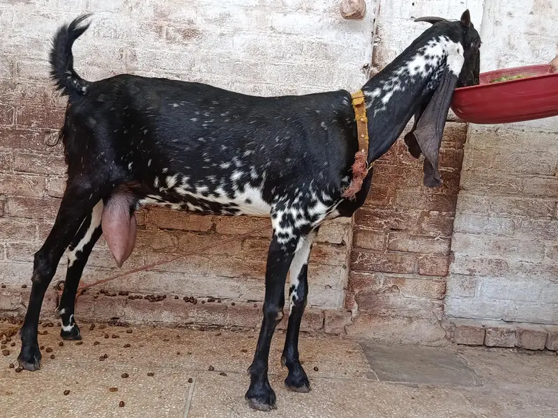 Makhi Cheeni Goat — photo 4