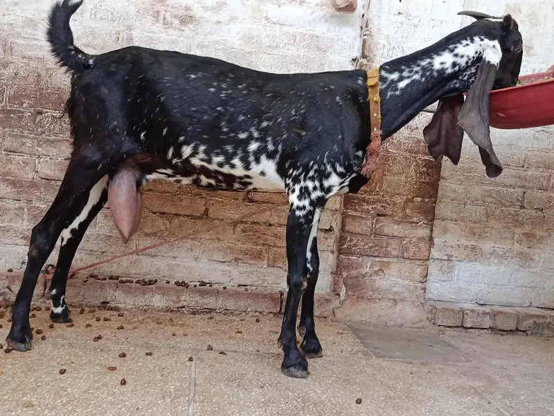 Makhi Cheeni Goat — photo 5