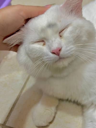 Persian Cat Double Coat