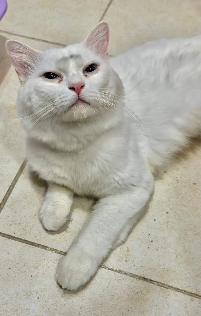 Persian Cat Double Coat — photo 2