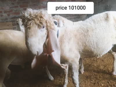 pure kajla urgent sell 03264714650