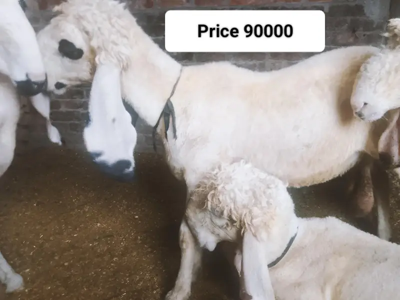 pure kajla urgent sell 03264714650 — photo 2