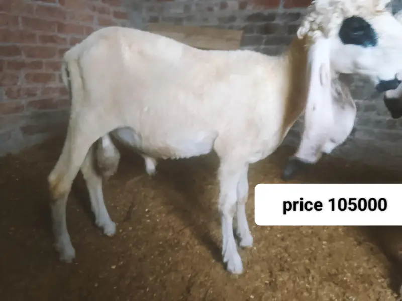 pure kajla urgent sell 03264714650 — photo 3