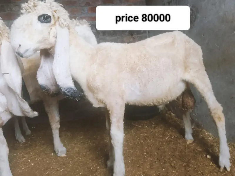 pure kajla urgent sell 03264714650 — photo 4