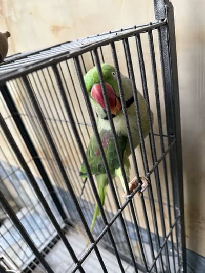 Taliking parrot