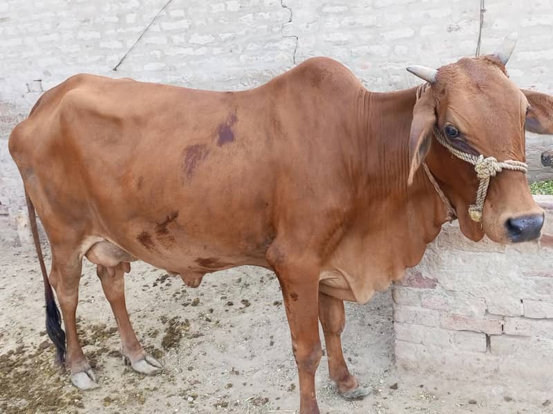 سوئی ہوئی گائے فار سیل 1