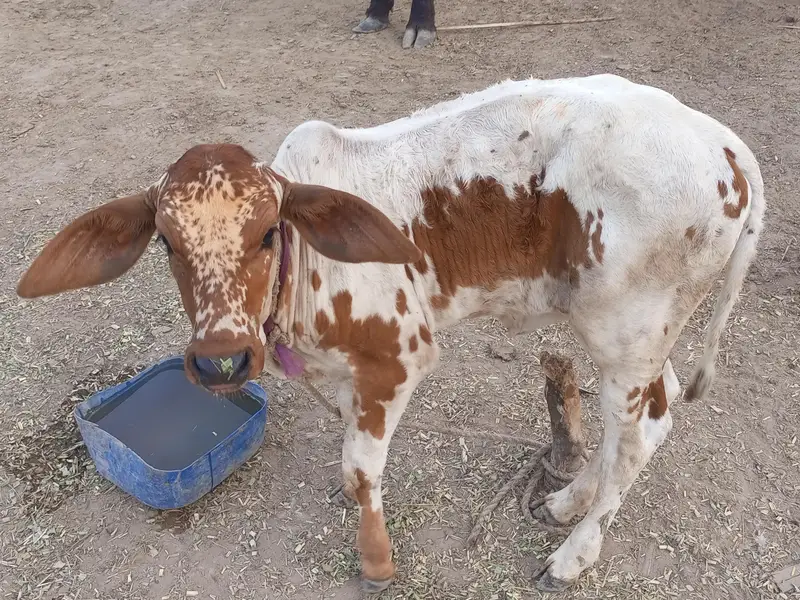 سوئی ہوئی گائے فار سیل — photo 5
