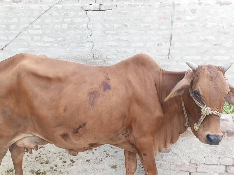 سوئی ہوئی گائے فار سیل 5