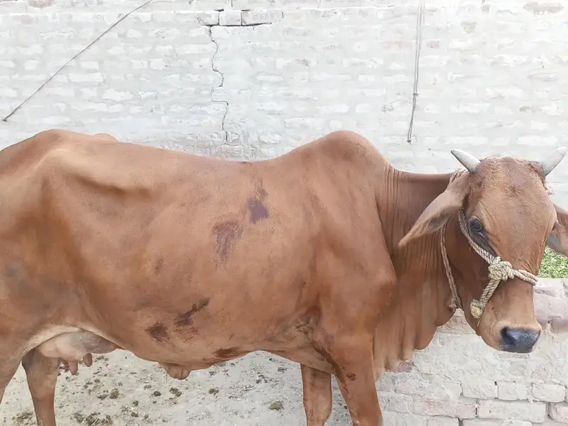 سوئی ہوئی گائے فار سیل — photo 6