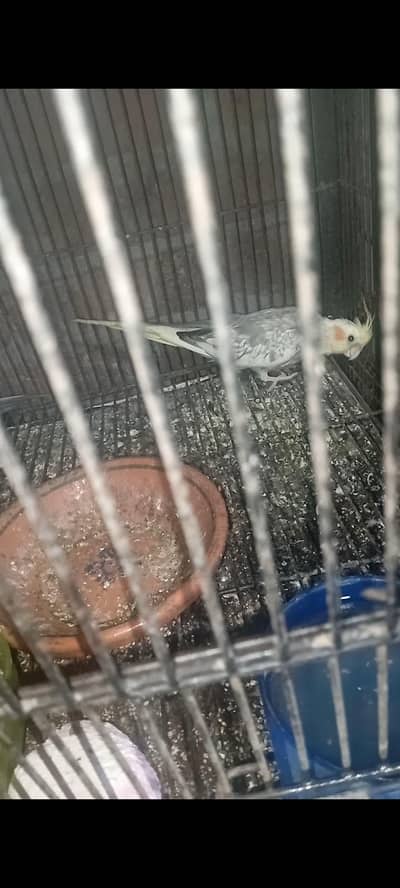 Breeder Cockatiel & Budgies Parrots For Sale (Whatsapp 03225296432)