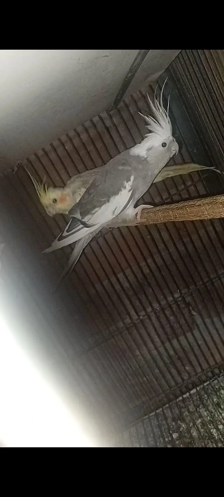 Breeder Cockatiel & Budgies Parrots For Sale (Whatsapp 03225296432) — photo 2