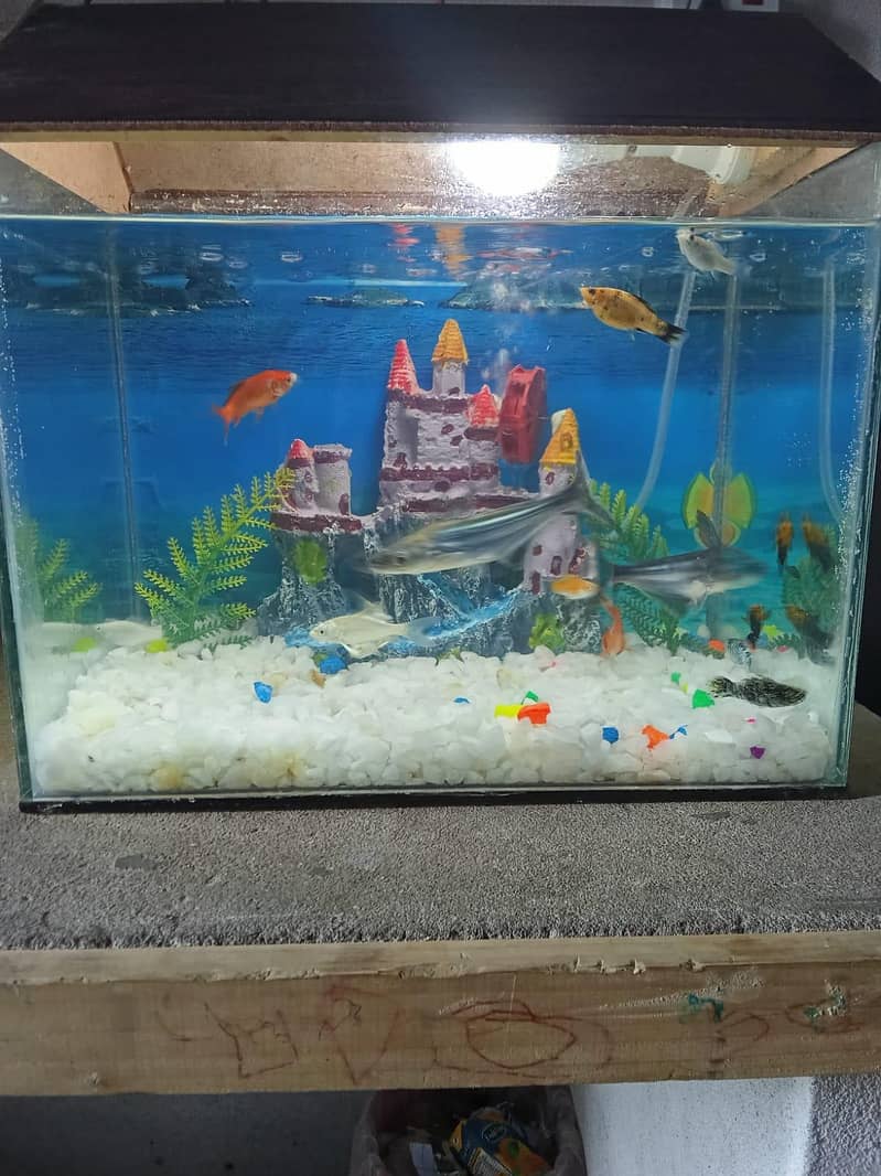 FOR SELL 3