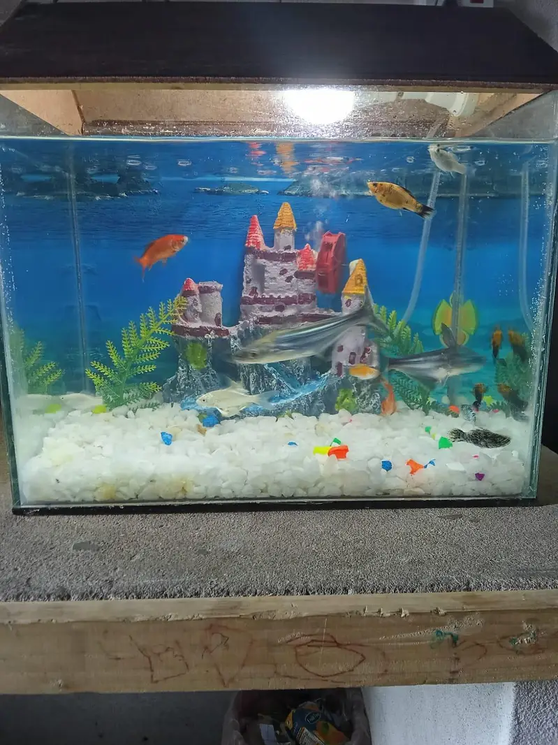FOR SELL — photo 4