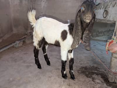 Bakra for sale