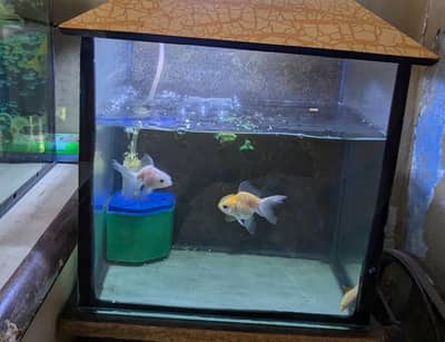 To aquarium sale with fish