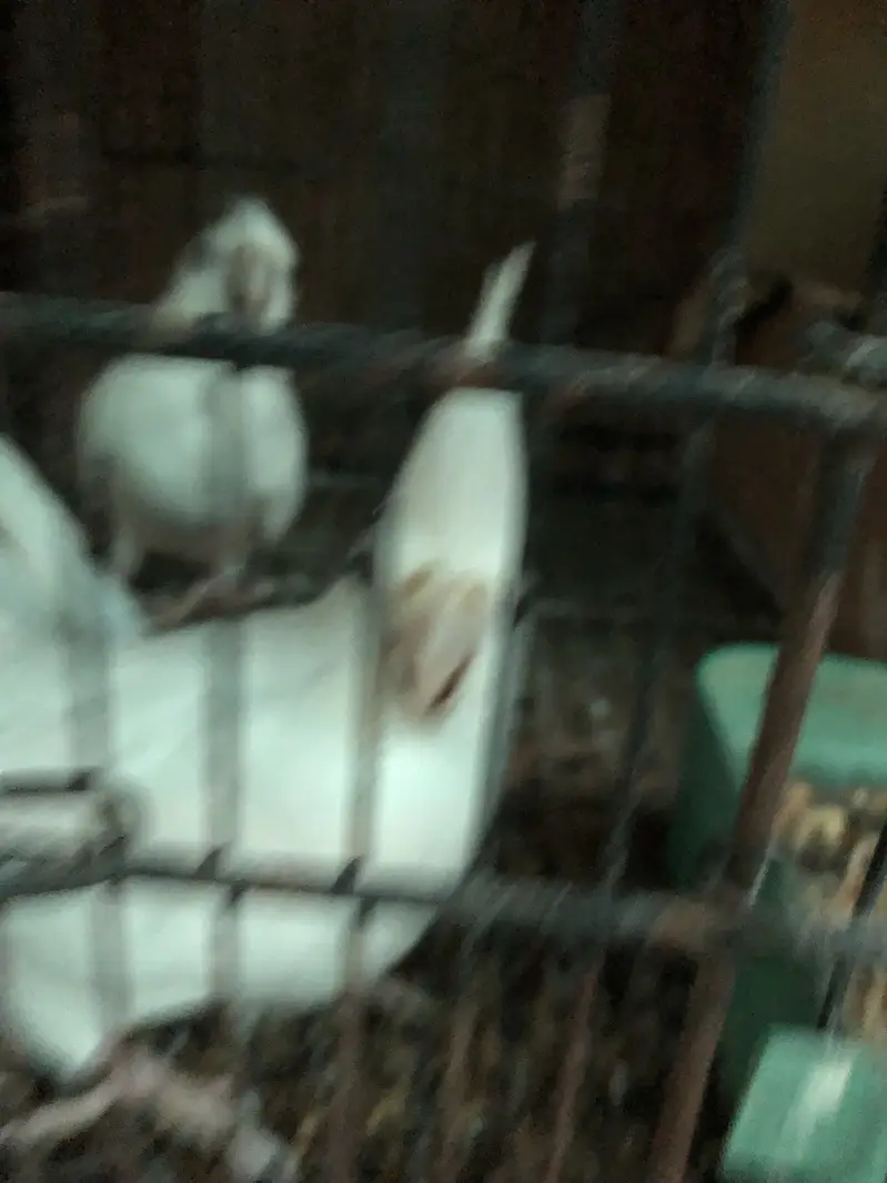 White cocktail pair — photo 2