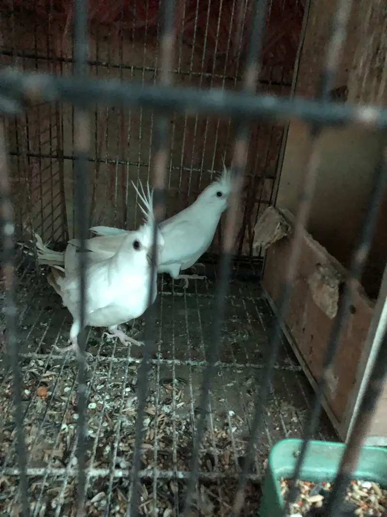 White cocktail pair — photo 3