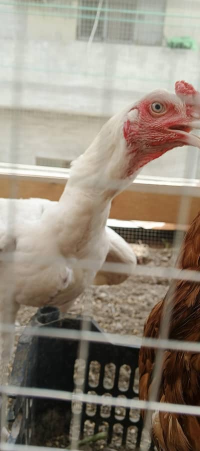 white Aseel Heera available for sale