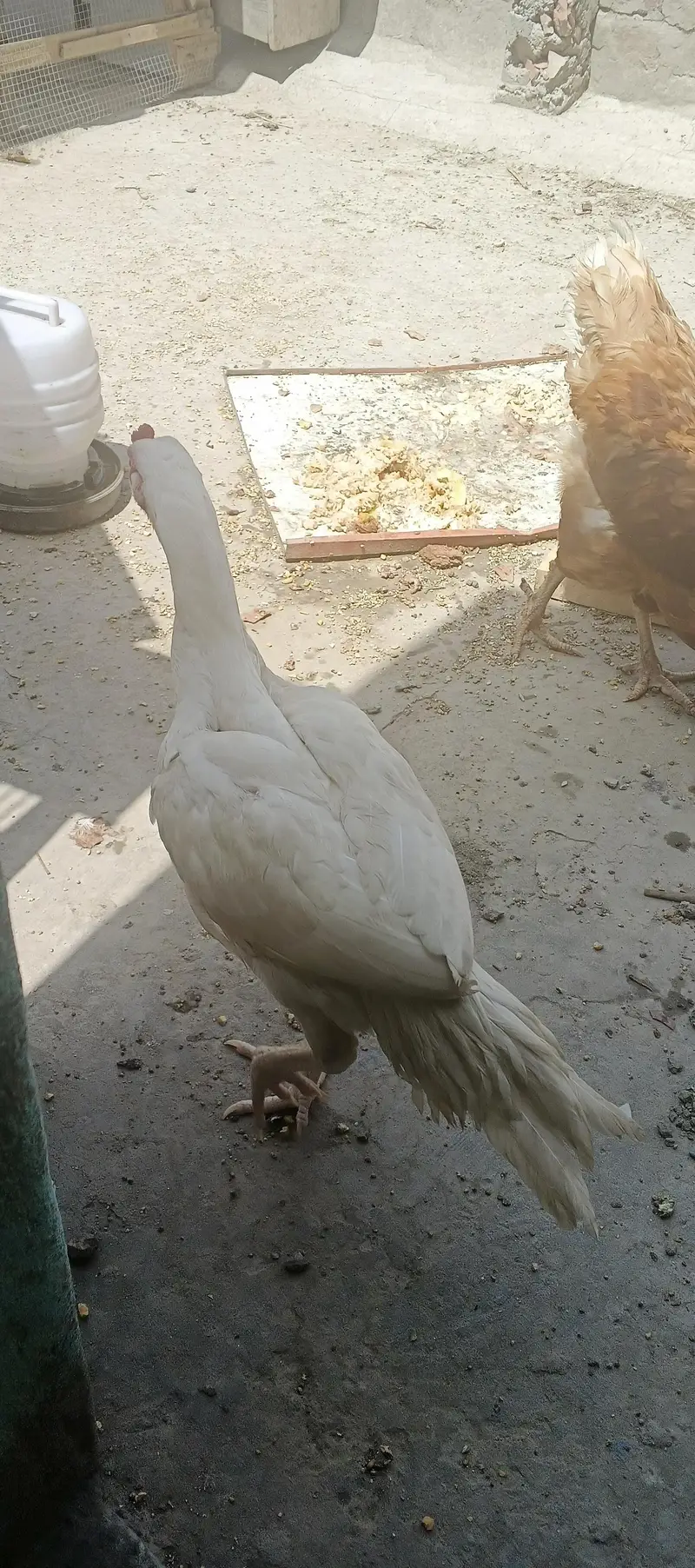 white Aseel Heera available for sale — photo 3