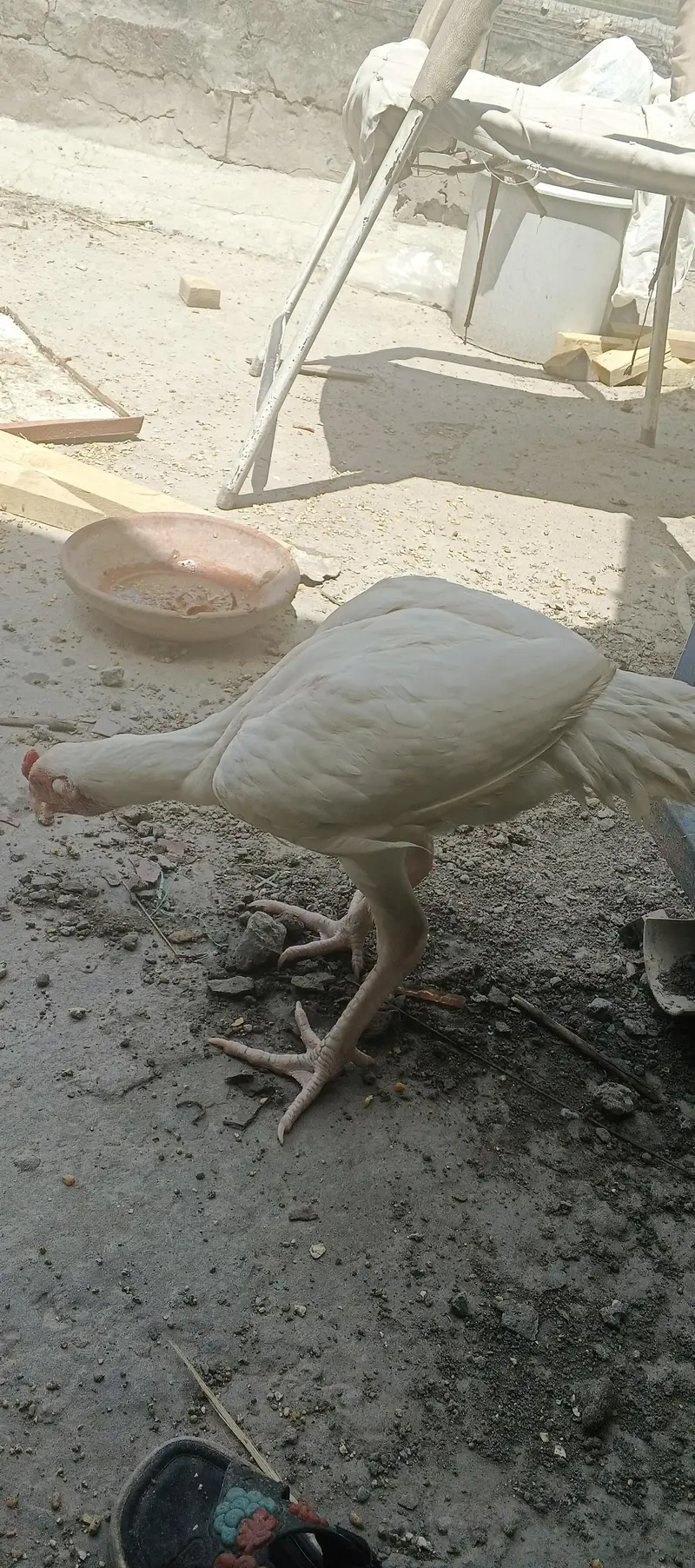white Aseel Heera available for sale — photo 4