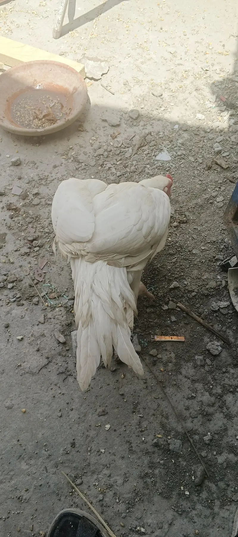 white Aseel Heera available for sale — photo 5