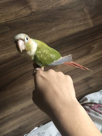Pineapple conure
