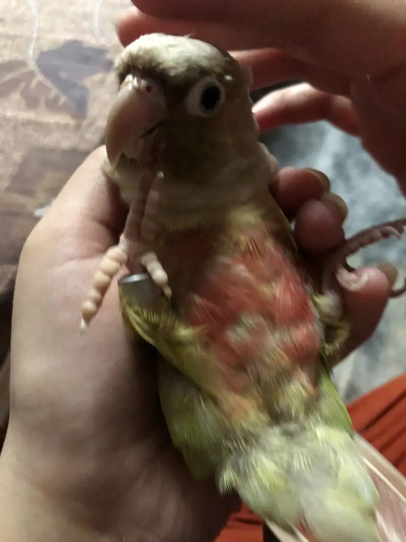 Pineapple conure — photo 2