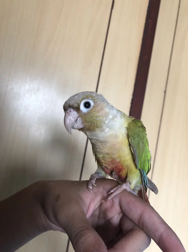 Pineapple conure — photo 3