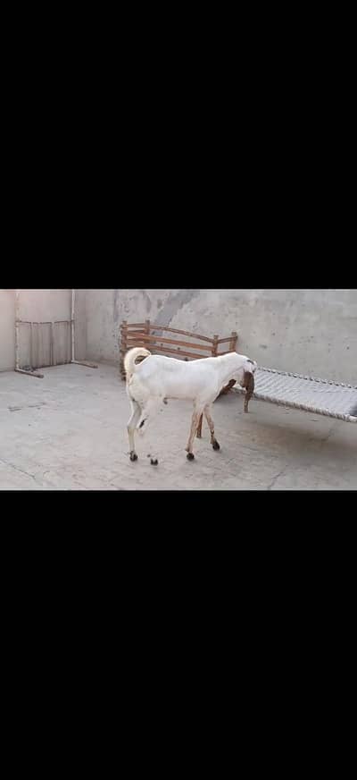 male bakra