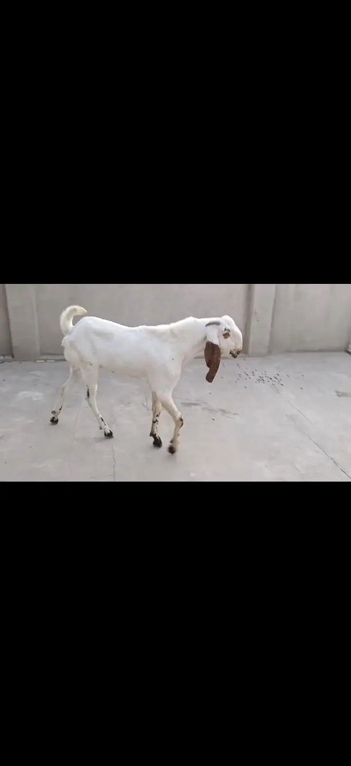 male bakra — photo 2
